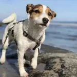 Hoteles que Aceptan Mascotas en San Felipe, México