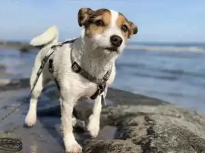 Hoteles que Aceptan Mascotas en San Felipe, México