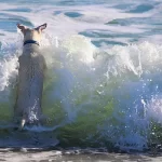 ¿Puedo llevar a mi perro a San Felipe, México