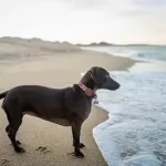 Un Paraíso pet-friendly