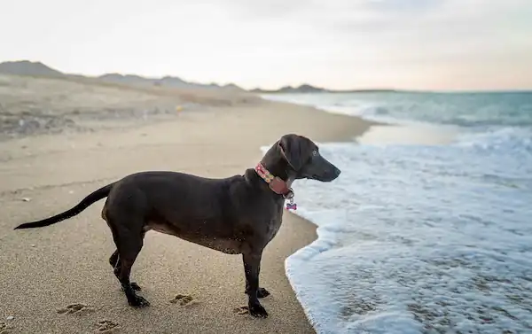 Un Paraíso pet-friendly