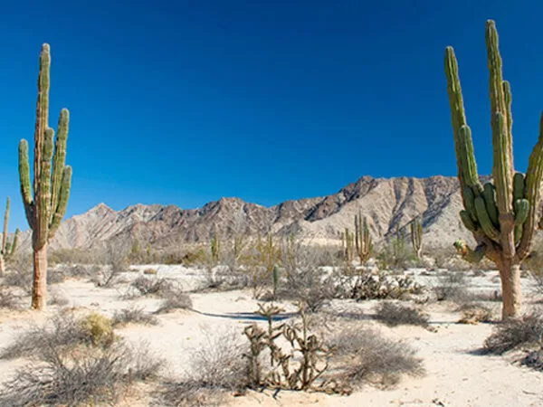 Valle de Los Gigantes
