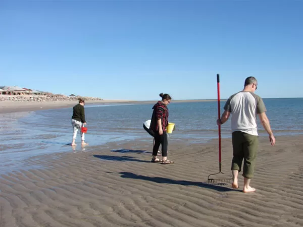 Clamming in Percebu Baja California