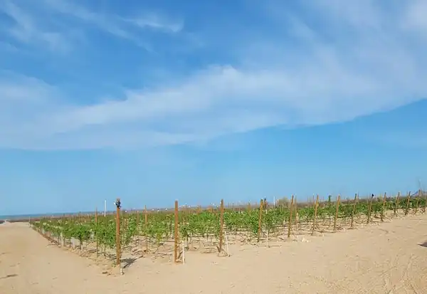 Chateau San Felipe a Premier Winery, Restaurant, RV Park & Vineyard